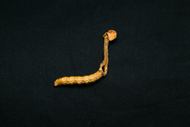 Cordyceps incensis