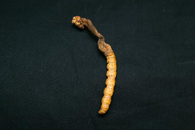 Cordyceps Incensis