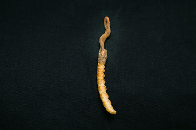 Cordyceps Incensis