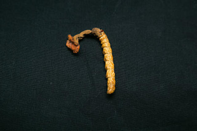 Cordyceps Incensis