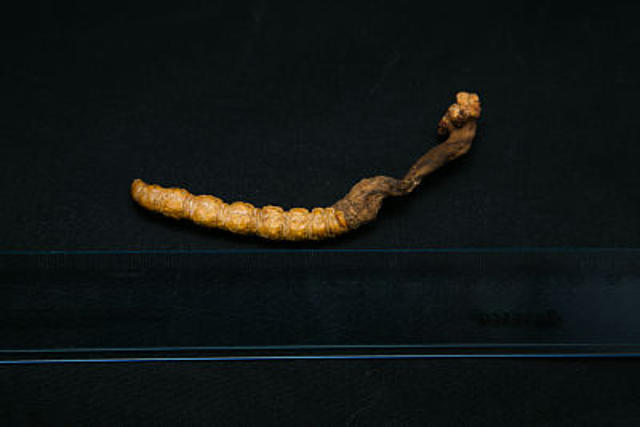Cordyceps Incensis
