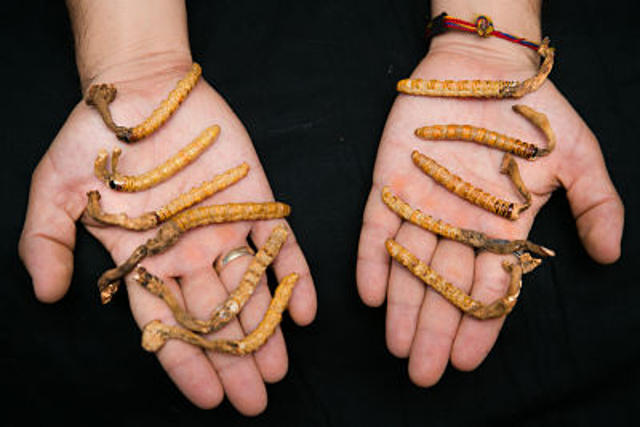 Comparative with hand