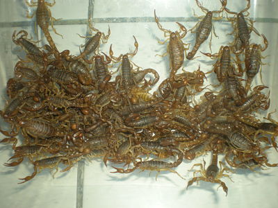 Venoms